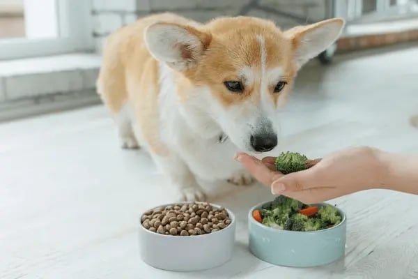Nutritional Needs for Dogs in Hot Weather