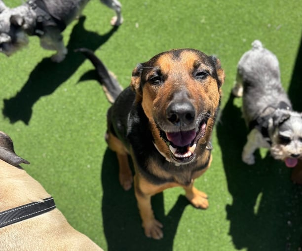 dogs smiling outside at dog daycare and boarding facility