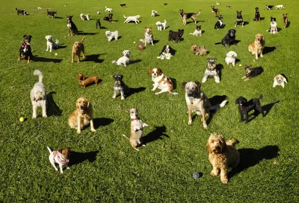Make Predictions for Your Pet Business Using Your Data