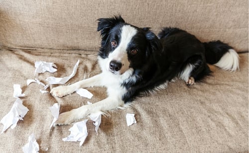 Familiarize Staff with Canine Behavior and Stress Signals