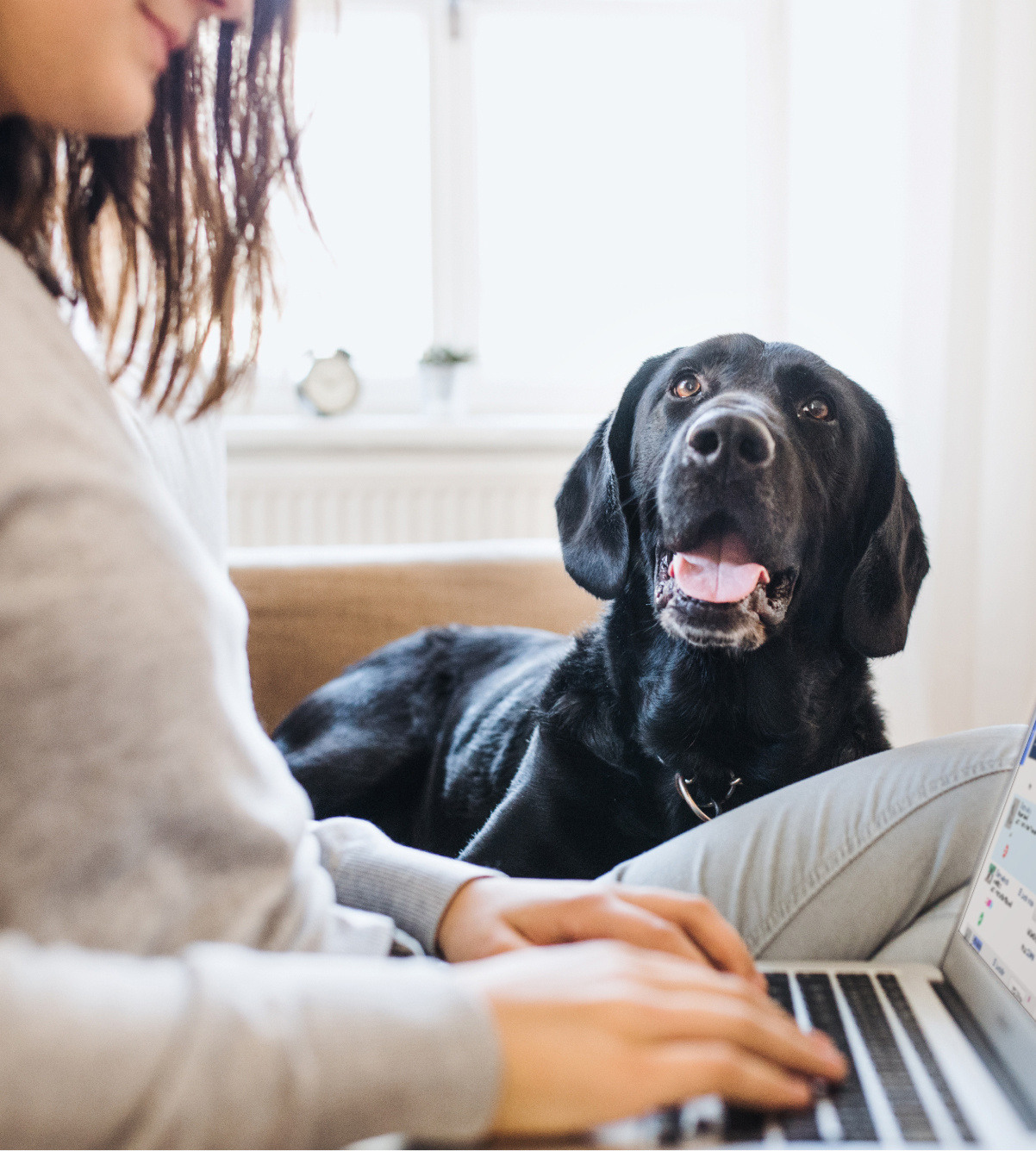  Gingr is for every type of pet-care business. 