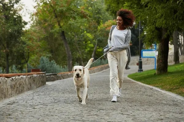 Adopting a Puppy or Adult Dog: Which is Best for Me?
