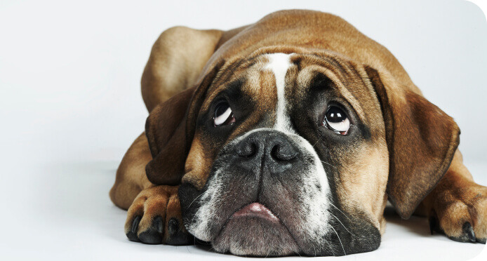 dog-img