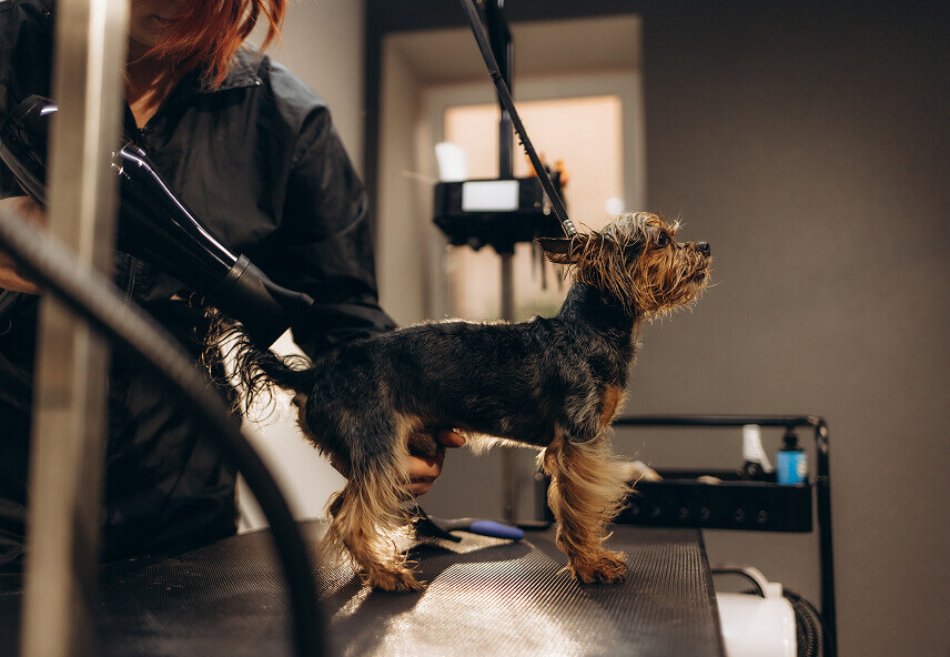 grooming