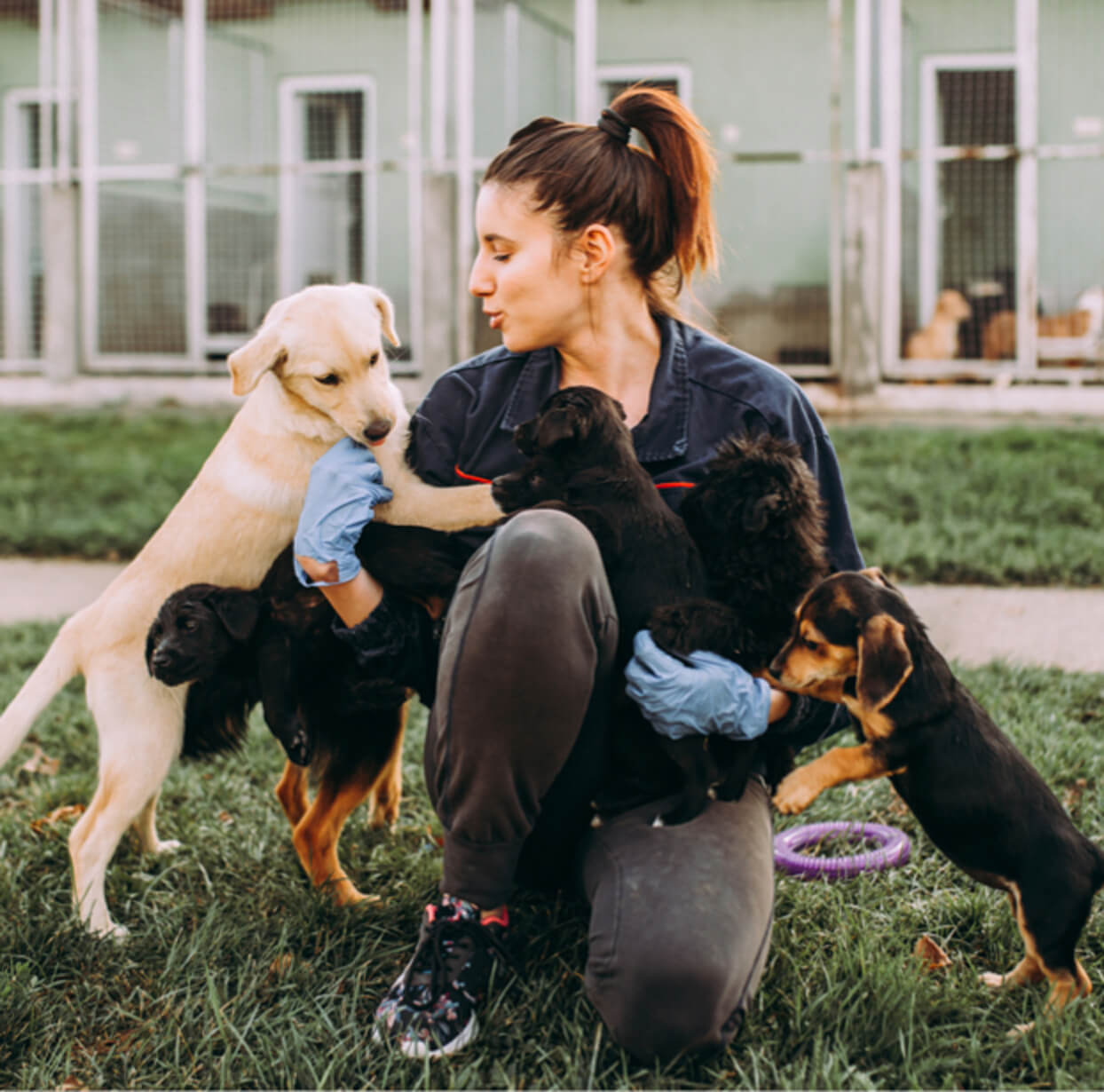 Gingr Pet Business Software for Groomers, Daycares, & More