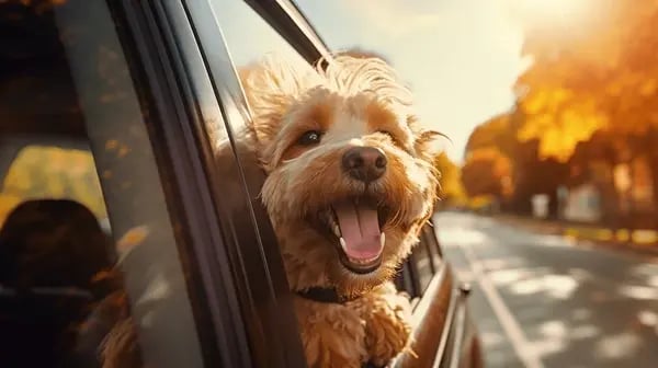 Recognizing Signs of Dehydration and Overheating in Dogs