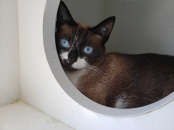 cat lounging at the pet boarding kennels