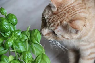 Toxicity in cats 