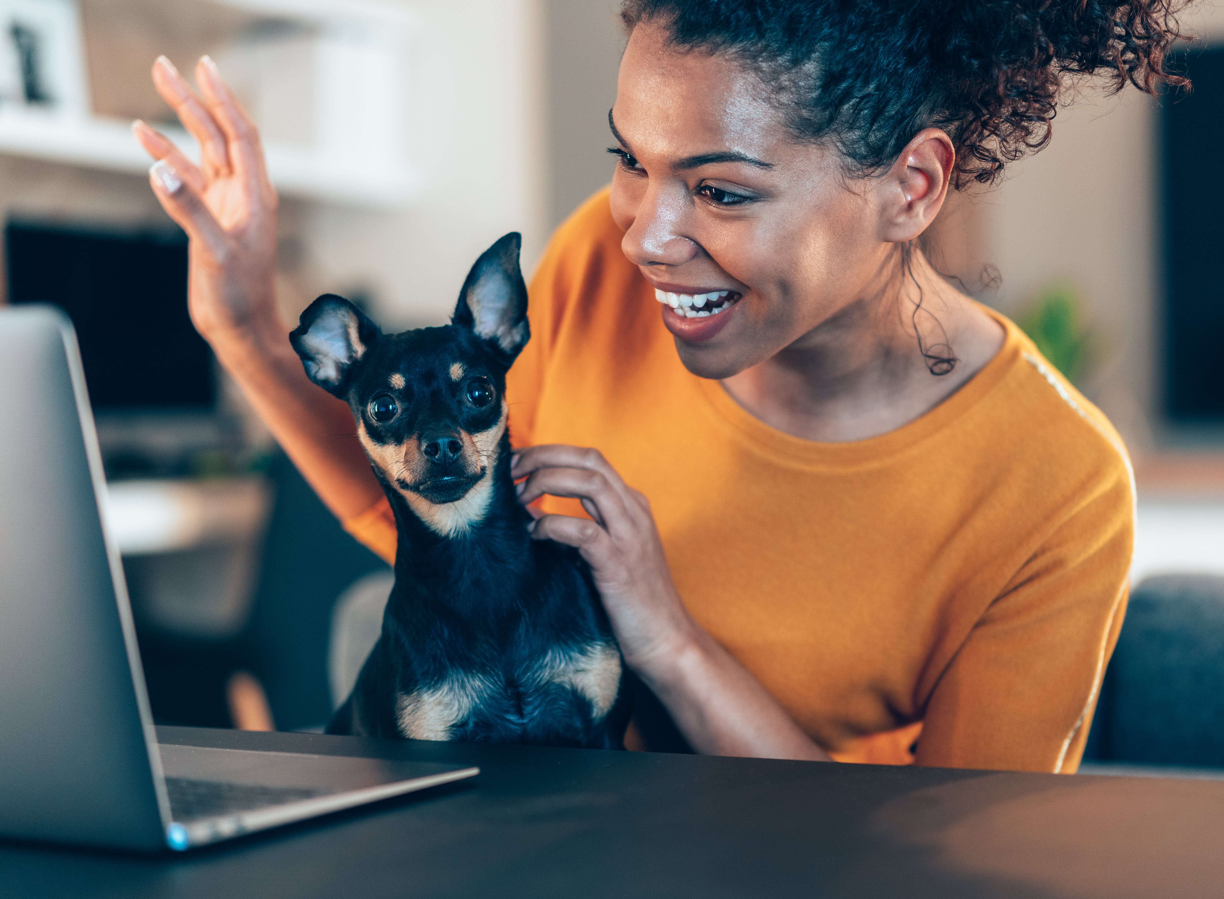 Best Dog Daycare Software Dog Daycare Software Gingr App