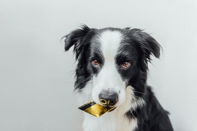 Payment Processing for Pet-Care Businesses: Top Tips & Tools