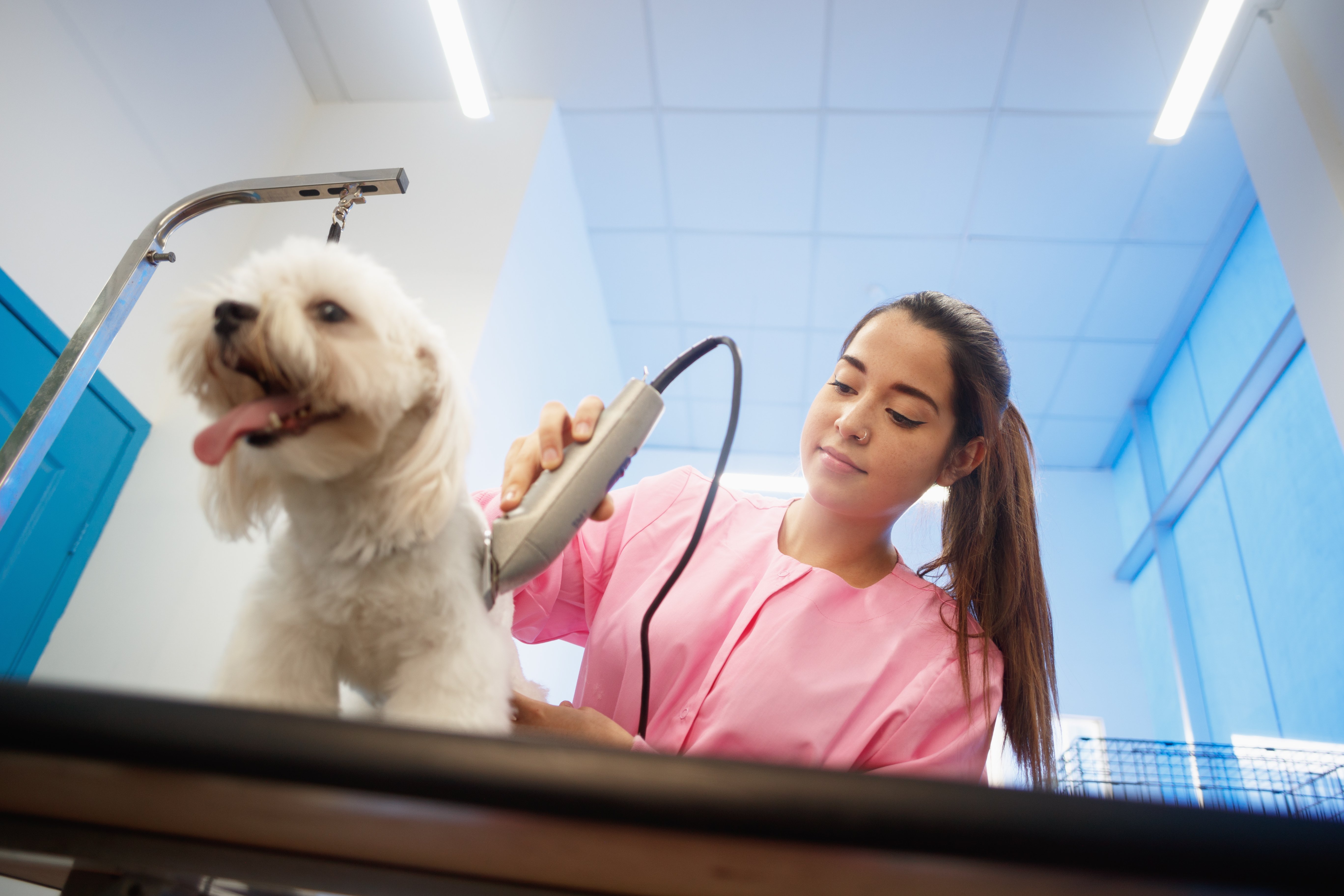 This image of a woman grooming a dog represents the types of services that Gingr’s dog grooming software will help streamline. 