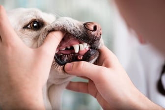 Pet Dental Care