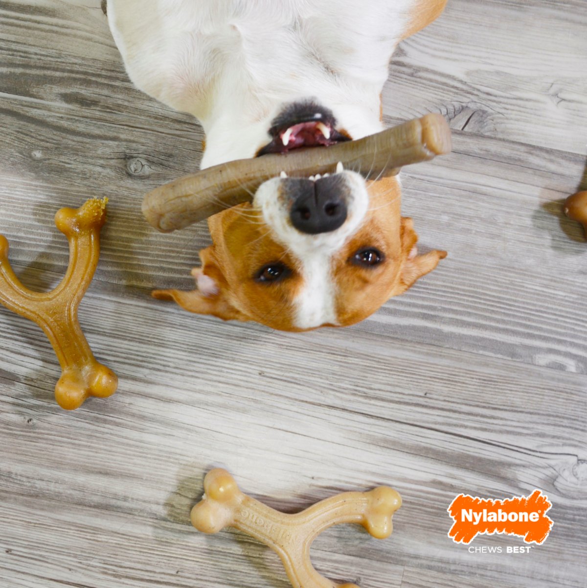 9-best-pet-supplies-companies-for-pet-care-businesses