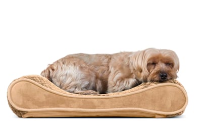 Dog supply companies sale