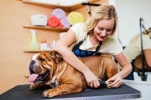 How Dog Groomers Can Recognize and Prevent Injuries and Accidents
