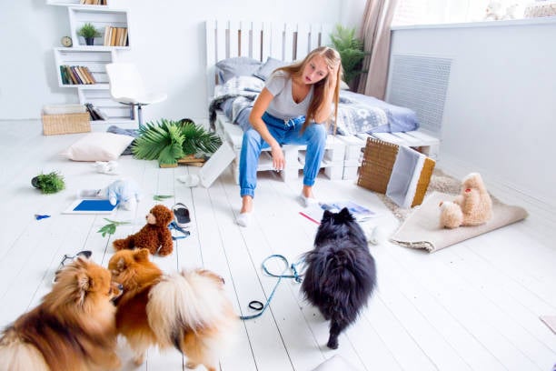 short-staffed pet-care worker with dogs and a mess