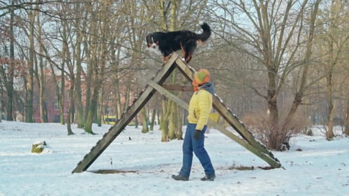 Cold Weather Training: Keeping Pets Engaged When It’s Chilly