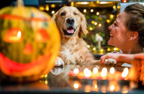 dog winking at jack-o-lantern