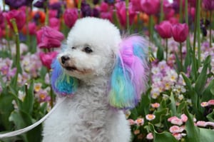 Spring-Themed Grooming Styles