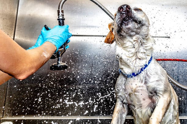 pup splashing water at pet grooming business