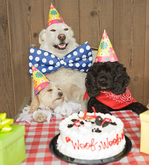 How to Throw a Successful Dog-Friendly Event at Your Dog Daycare