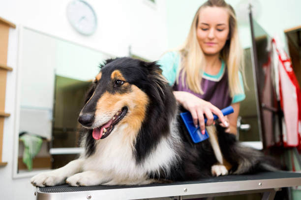 Seasonal Guide: Switching Your Dog's Coat from Winter to Summer