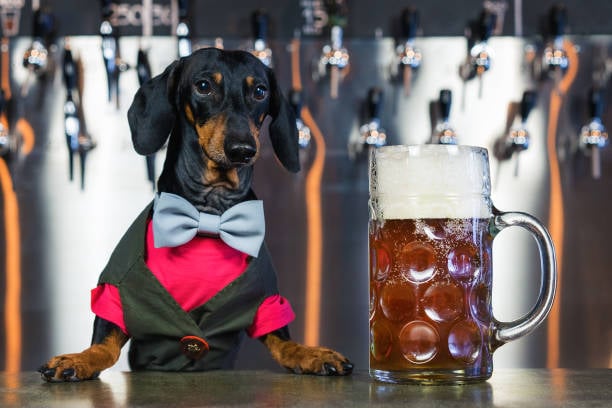 Marketing Your Dog Bar for Pawesome Success