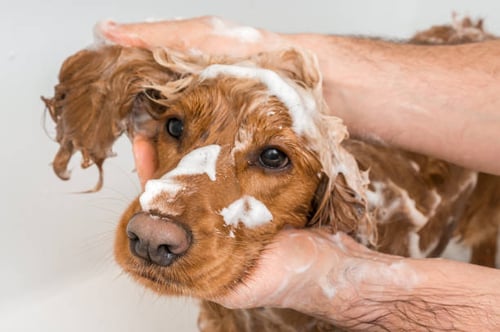 9 Services to Upsell at Your Pet-Care Business