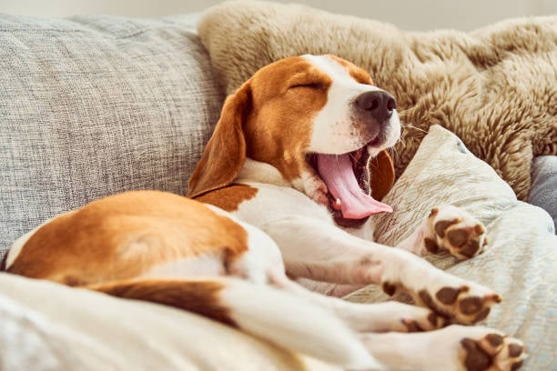 The Effect of Daylight Saving Time on Dogs: Tips for Dog Trainers and Doggy Daycares