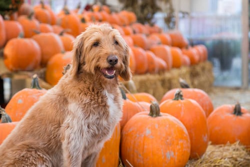 Welcoming Fall: Seasonal Ideas to Make Your Pet Resort the Ultimate Autumn Retreat