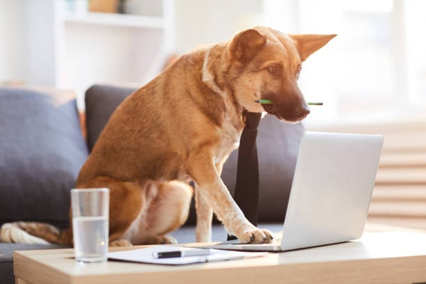 Understanding Revenue Streams in Dog Care Services