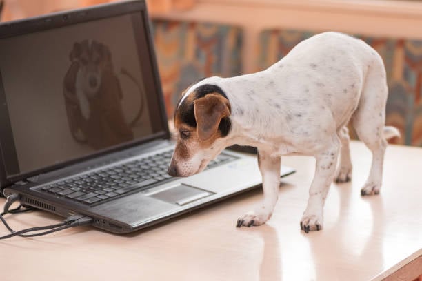 cute dog looking at laptop