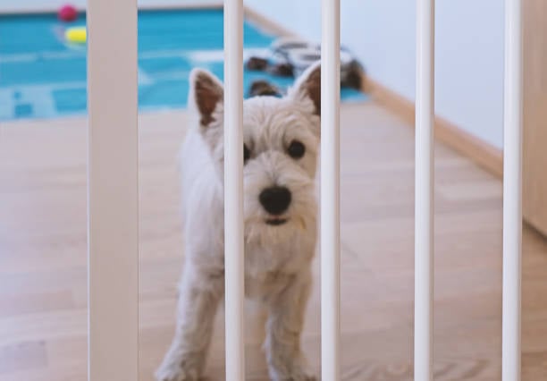pup behind baby gate to keep safe from dangerous area