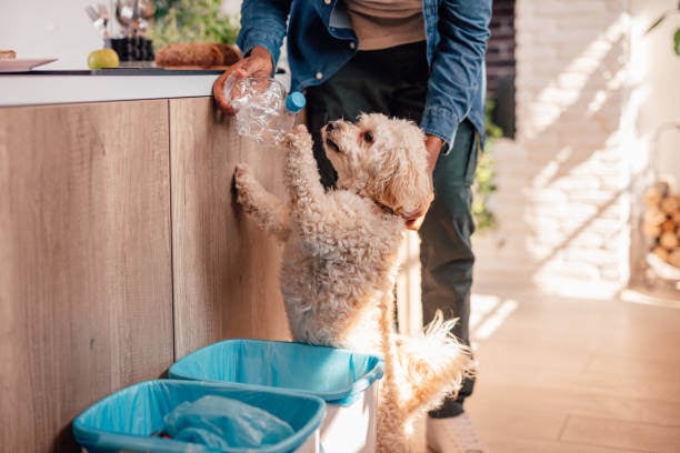 Build a Community Around Your Pet Business with Social Responsibility - Community Supported Pet Grooming