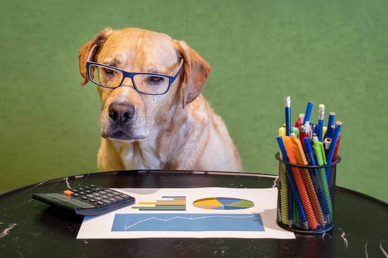 A dog sits in front of reports