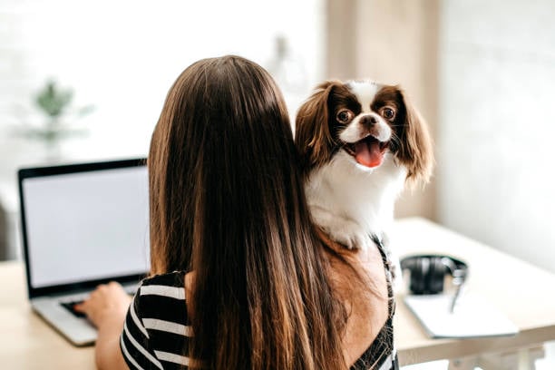 Creating Compelling Content for Your Pet-Care Blog