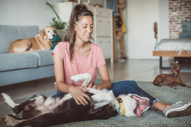 owner of home doggy daycare giving belly rubs to pup