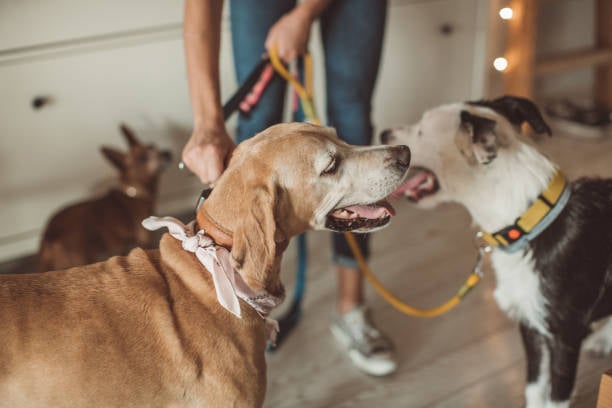 dogs on leashes at a new daycare facility