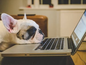 7 Google My Business Essentials for Your Pet-Care Business