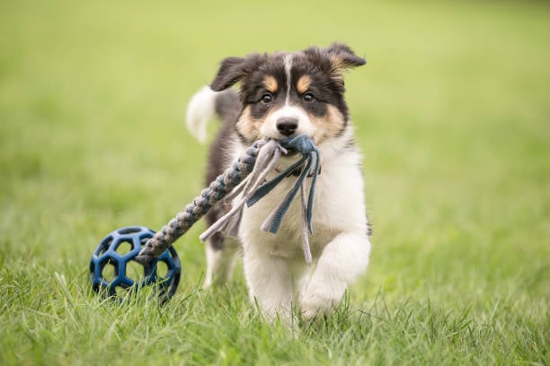 Fitness Routines for Dogs: Keeping Active in Daycare