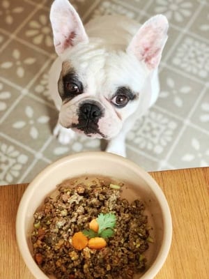 Nutrition Focus: Healthy Dog Diets for Daycare