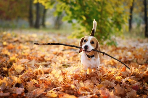 Welcoming Fall: Seasonal Ideas to Make Your Pet Resort the Ultimate Autumn Retreat