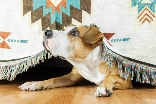 Emergency Preparedness for Summer Storms: Keeping Your Pets Safe