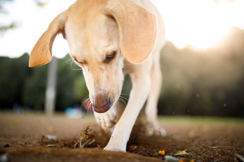 8 Must-Have Ideas for Your Kennel’s Dog Run