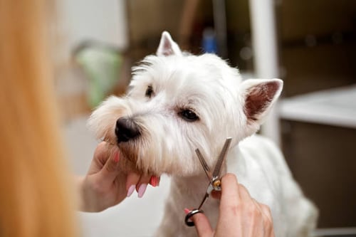 How to Choose and Care for Grooming Shears for Dogs