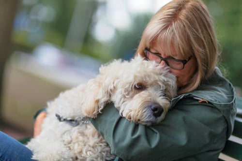 10 Ways to Ensure Dogs' Comfort In Your Boarding Facility