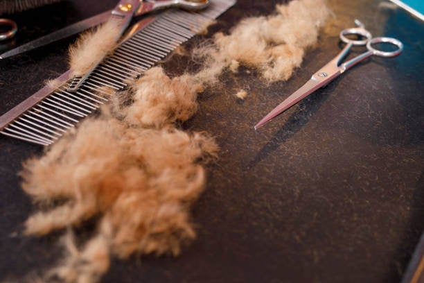 Safety Considerations for Pet Groomers