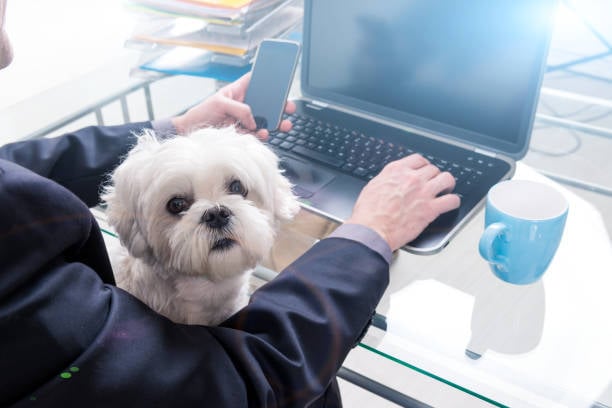 person verifying code on phone with dog on lap