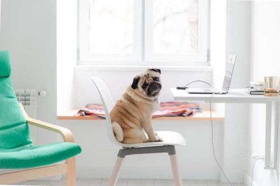 A dog sits by a laptop