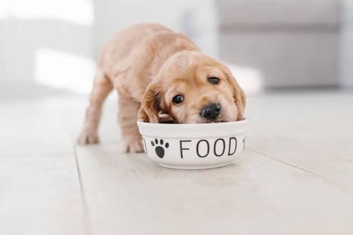 Dealing with Dietary Restrictions and Allergies in Dog Daycares